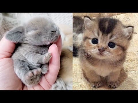 AWW Animals SOO Cute! Cute baby animals Videos Compilation cute moment of the animals #30 2025