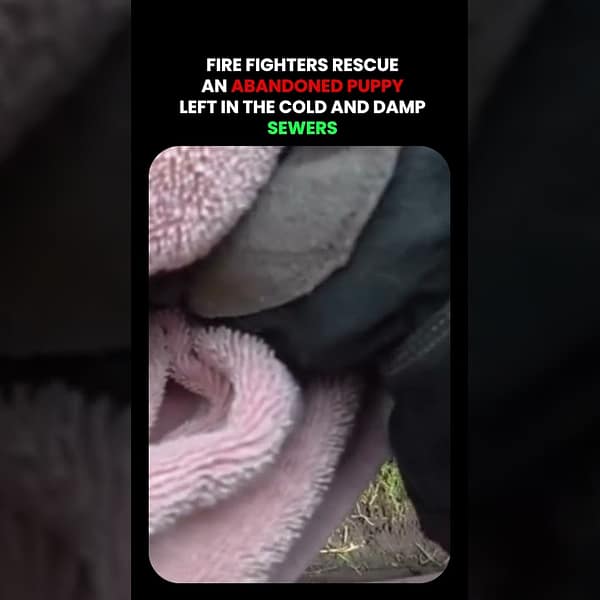 Fire Fighters Rescue Abandoned Puppy
