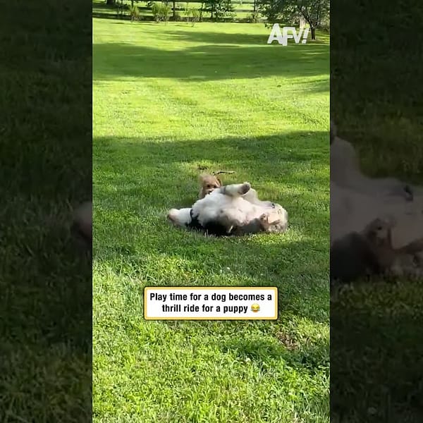 Play time for a dog becomes a thrill ride for a puppy 😂