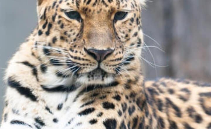 7 rarest animals on earth