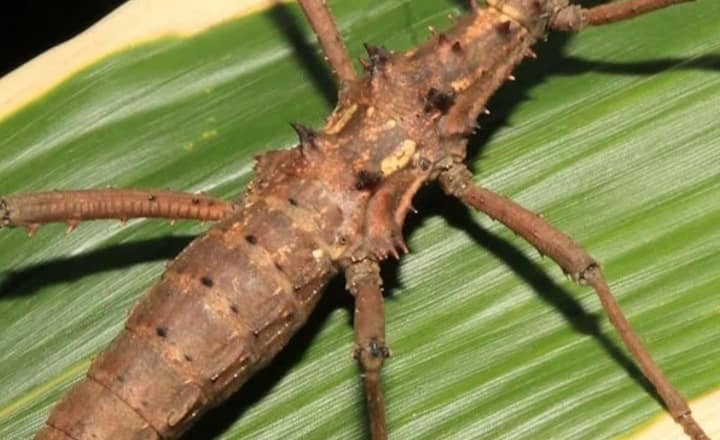 7 largest insects in the world