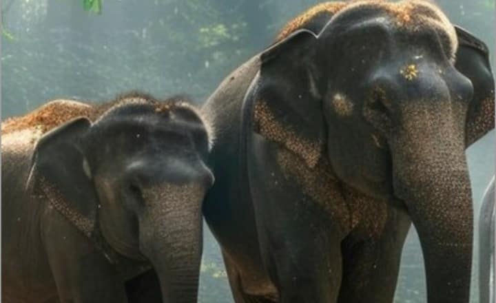 5 most strange national animals