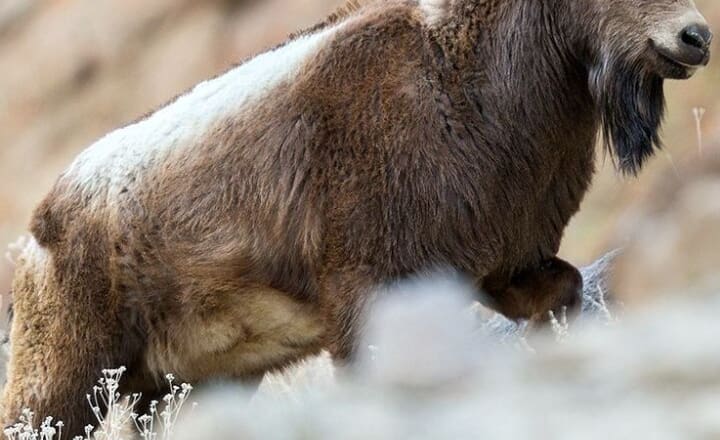8 exotic and rare animals found only in Indian Himalayas