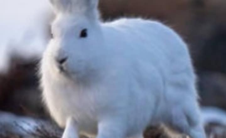 7 animals that thrive in extreme cold weather