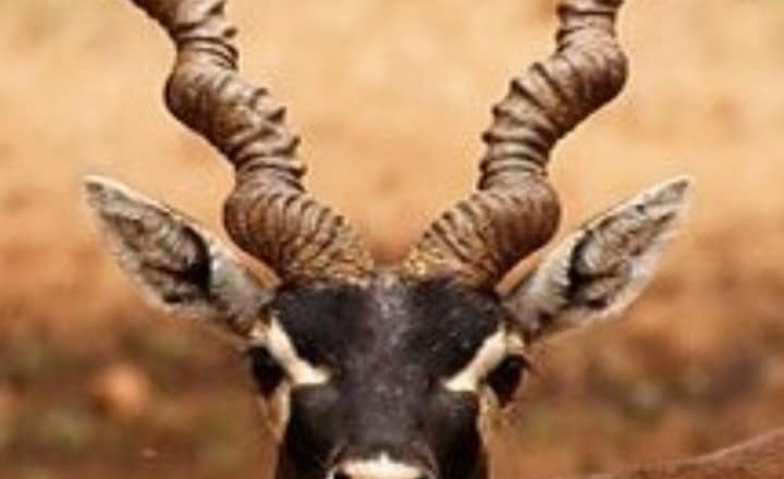 5 rarest animals found in India