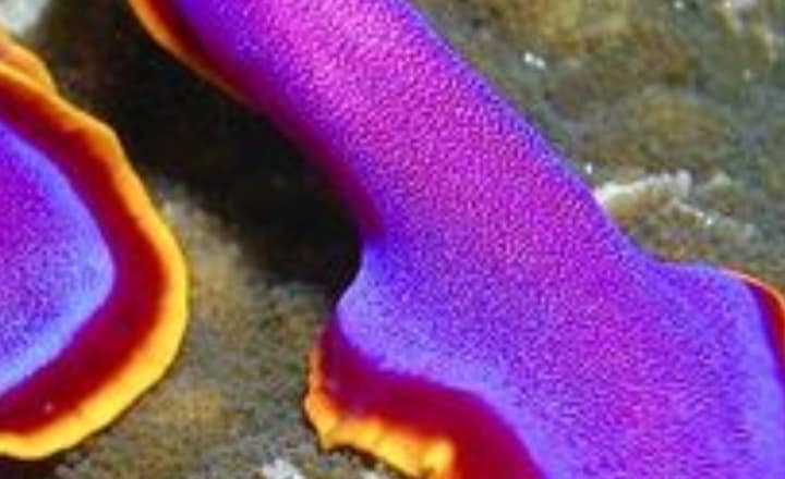 8 Animals that doesn't need oxygen to survive