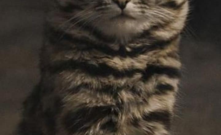 Why the Black-Footed Cat Is Nature’s Top Killer