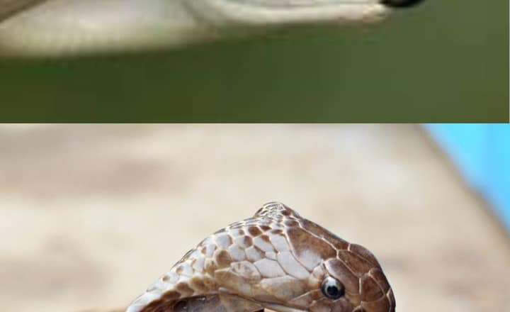 Black Mamba vs King Cobra: Who would win in a deadly face-off?