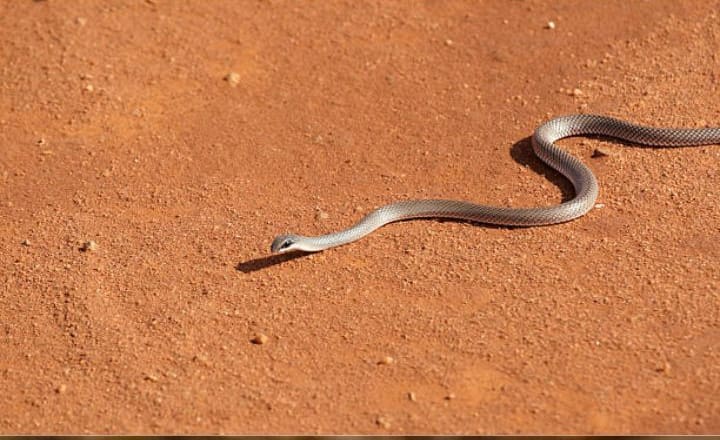 7 Most dangerous snakes that can kill you in minutes
