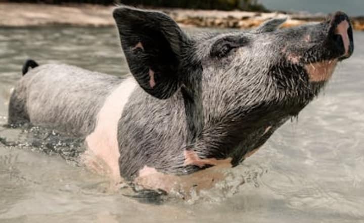 7 smartest animals in the world
