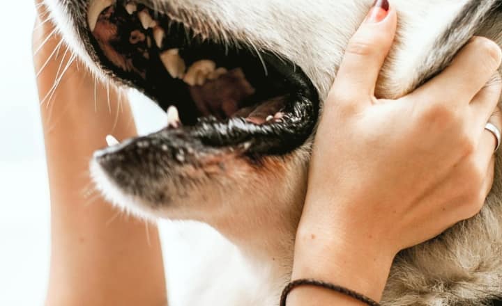 7 dog breeds that shouldn’t be kept as pets in India