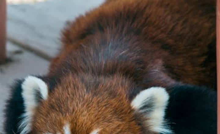 7 most adorable animals in the world
