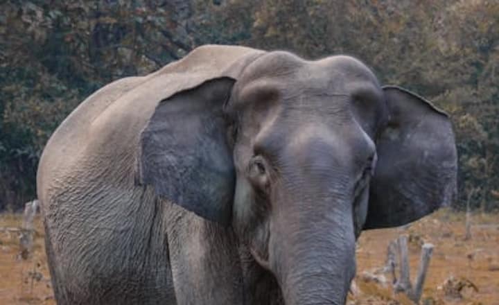 7 longest living animals on earth