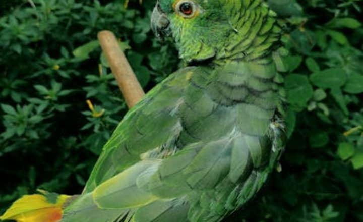 7 birds that can mimic human speech perfectly