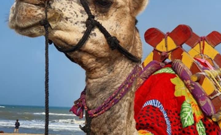 7 animals that can survive extreme climates