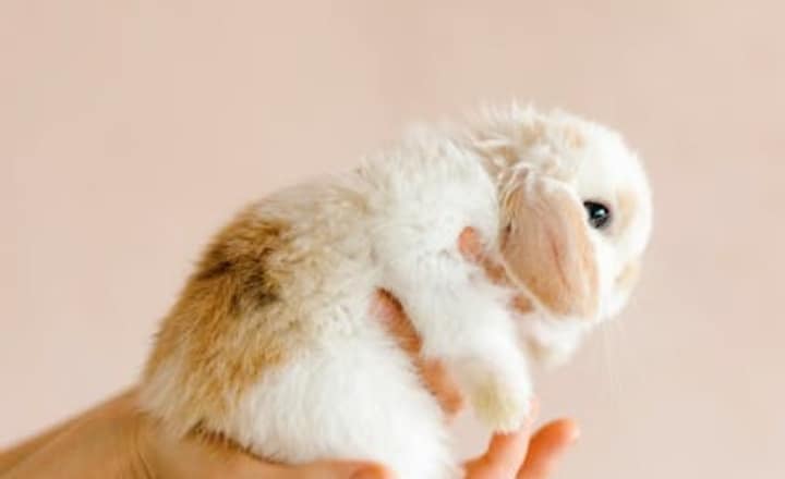 7 cutest baby animals in the world