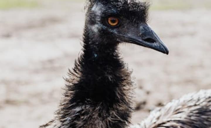 7 most dangerous birds for humans