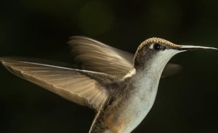 7 fastest flying birds you should know about