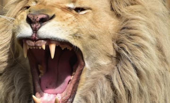 7 most dangerous animals in the world