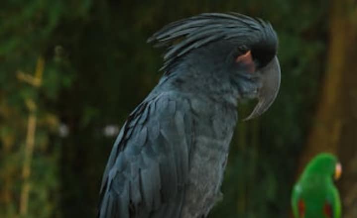 7 animals that can solve puzzles like humans