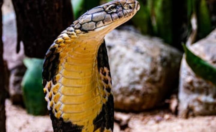 7 deadliest snakes in the world