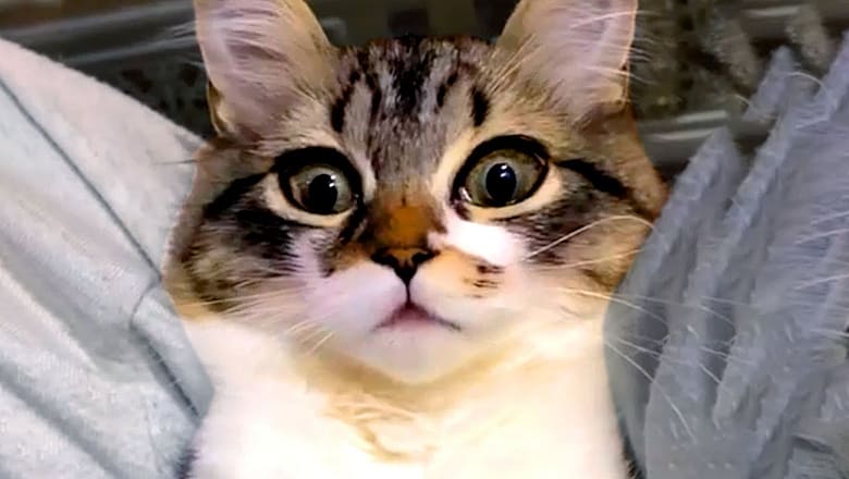 Silly Cat Bloopers & Reactions | Funny Pet Videos