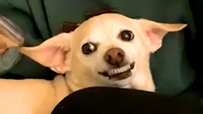 Silly Dog Bloopers & Reactions | Funny Pet Videos