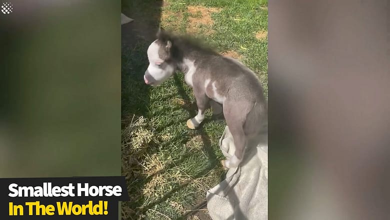 Smallest horse in the world’ abandoned by his mother now lives indoors
