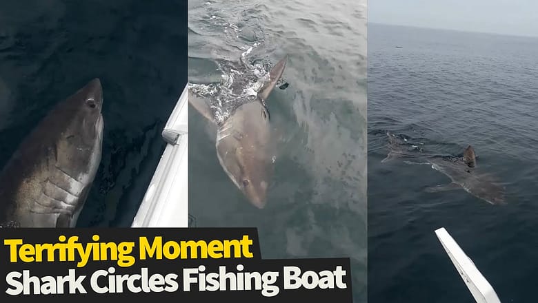 Terrifying moment shark slowly circles small fishing boat