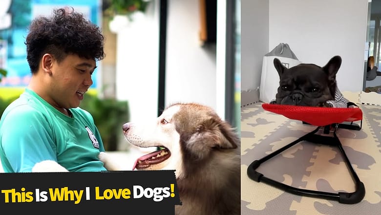 This Is Why I Love Dogs! #5 | Funny Dog Videos 2021