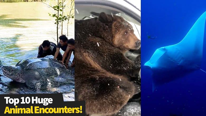 Top 10 Huge Animal Encounters!
