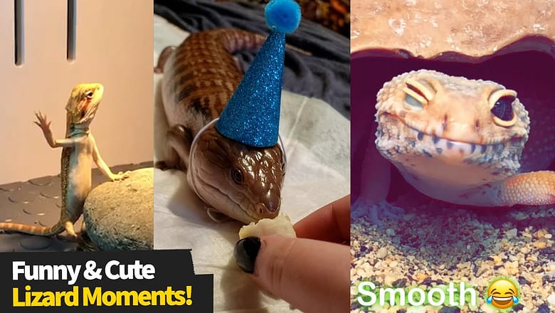 Who said lizards couldn’t be entertaining?! Cute & Funny Lizard Compilation