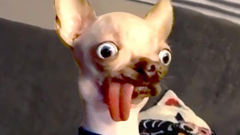 My Dog Has Serious Problems | Funny Pet Videos