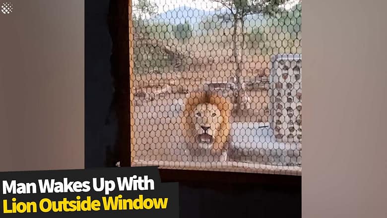 Nature guide wakes up to find male lion staring at him through mesh window