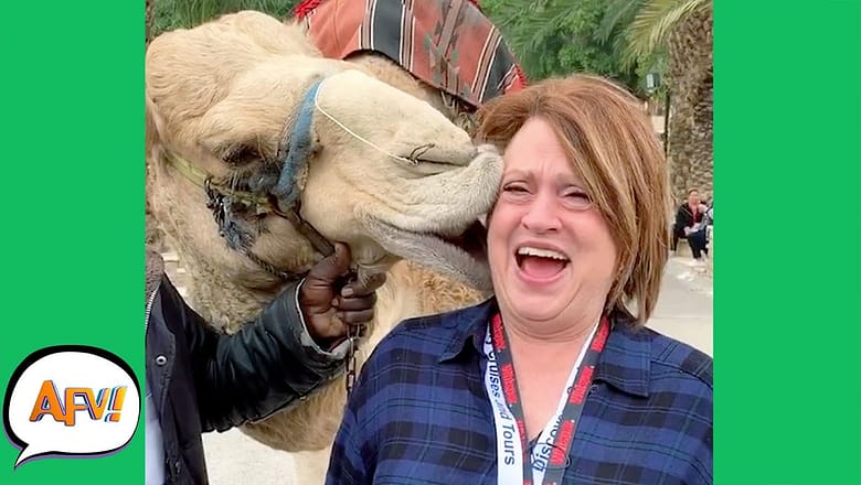 Nothing Like a CAMEL KISS to RUIN Your DAY! ? | Best Funny Animal and Nature Fails | AFV 2021