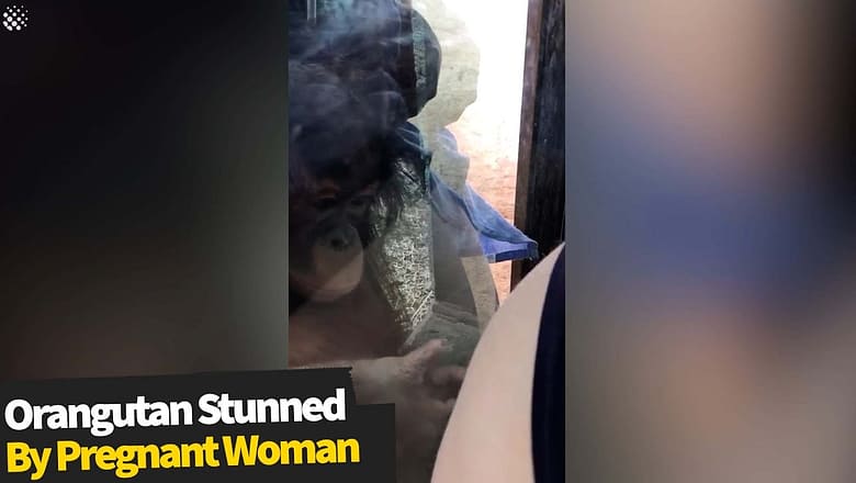 Pregnant mum stunned when baby orangutan repeatedly kissed her bump