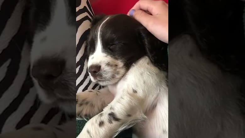 Puppy Sleeping is Adorable #shorts