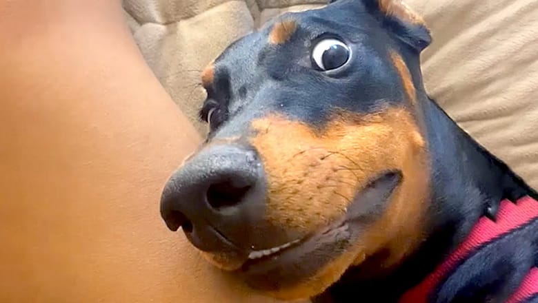 Silly Animal Reaction & Bloopers | Funny Pet Videos