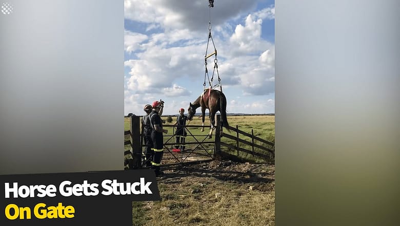 Stallion gets STUCK on gate while trying to reach field of female horses
