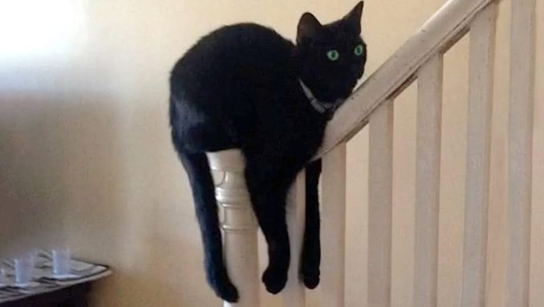 This Cat Is Broken | Funny Pet Videos