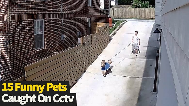 Top 15 Funny Pets Caught On CCTV