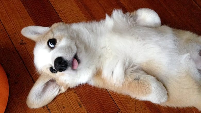 Are DOGS THE FUNNIEST PETS? Watch this and you’ll know!