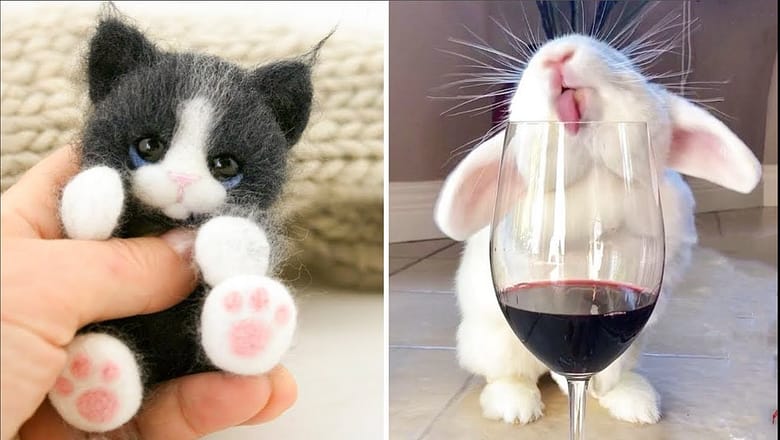 AWW SO CUTE! Cutest baby animals Videos Compilation Cute moment of the Animals – Cutest Animals #5