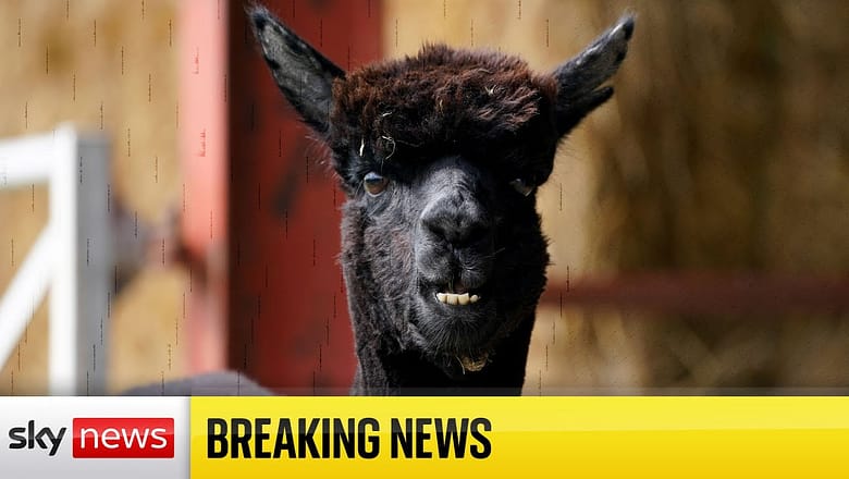 BREAKING: ‘TB-like lesions’ found in Geronimo’s post-mortem