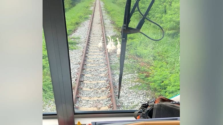 Carefree GEESE waddle along train tracks delaying passengers