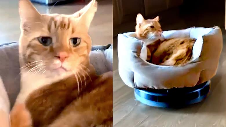 Cats Don’t Give A F*** | Funny Pet Videos