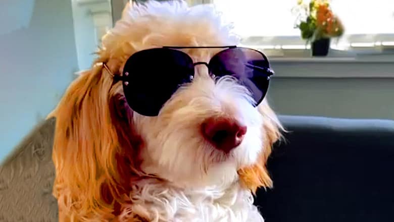 Ever Seen A Sigma Dog | Funny Pet Videos