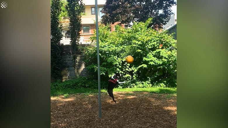 Excitable dog cant get enough of swingball