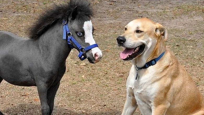 Funny HORSE VIDEOS will make you EXPLODE LAUGHING