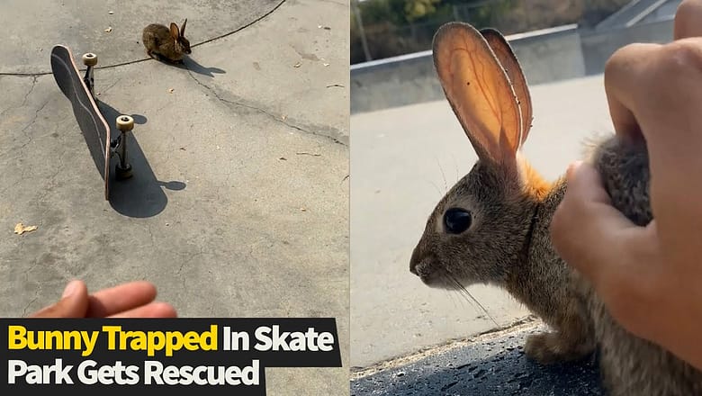 Guy steps in to help out a rabbit trapped inside a skate park ??